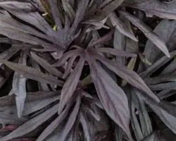 Medusa Black Ipomea Sweet Caroline Medusa Black