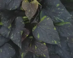 Sweetheart Snowstorm Ipomea Sweet Caroline Sweetheart Snowstorm