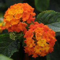 Flame Lantana Lucky Flame