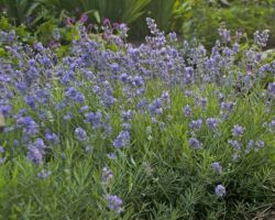 Blue Cushion Lavender Blue Cushion