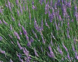 Dilly Dilly Lavender Dilly Dilly