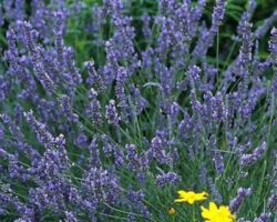 Grosso Lavender Grosso