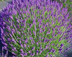 Hidcote Lavender Hidcote