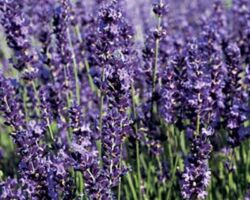 Provence Lavender Provence