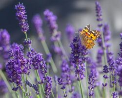 Superblue Lavender Superblue