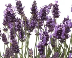 Elegance Purple Lavandula Elegance Purple