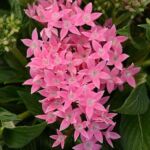 Pink Pentas Lucky Star Pink