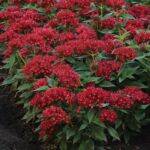 Red Dark Pentas Lucky Star Red Dark