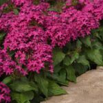Violet Pentas Lucky Star Violet