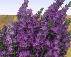 Sensational Lavender Sensational