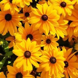 Gold Rudbeckia Sunspot Gold