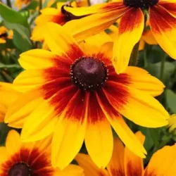 Yellow Bicolor Rudbeckia Sunspot Yellow Bicolor