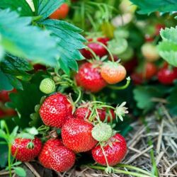 Everbearing Red Strawberry Everbearing Red