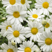 White Pure Argyranthemum Butterfly White Pure