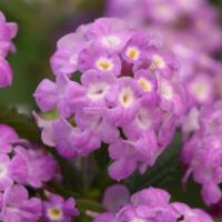 Purple Falls Lantana Ball Purple Falls