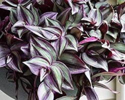 Wandering Jew Tradescantia Wandering Jew