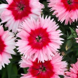 Strawberry Dianthus Corona Strawberry