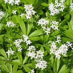 Sweet Woodruff Galium Odoratum Sweet Woodruff