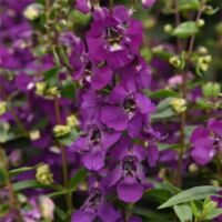 Blue Angelonia Serena Blue