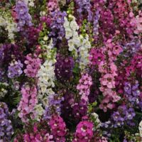 Mix Angelonia Serena Mix