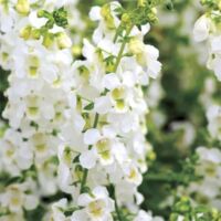 White Angelonia Serena White