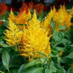 Golden Celosia Flamma Golden