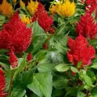 Mix Celosia Flamma Mix