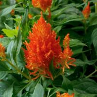 Orange Celosia Flamma Orange