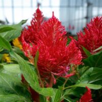 Red Celosia Flamma Red