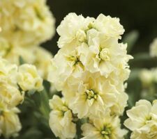 Cream Yellow Stock Harmony Cream Yellow