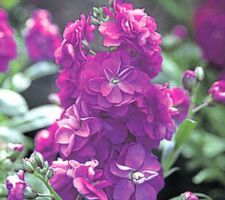 Purple Stock Harmony Purple