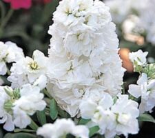 White Stock Harmony White