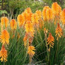 Orange Kniphofia Poco Orange