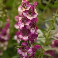 Fuchsia Bicolor Angelonia Angeldance Fuchsia Bicolor