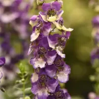 Violet Bicolor Angelonia Angeldance Violet Bicolor