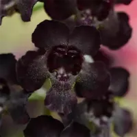 Black Angelonia Angelflare Black