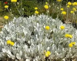 Silver Swirl Centaurea Ragusina Silver Swirl