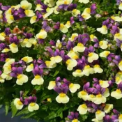 Blueberry Custard Nemesia Escential