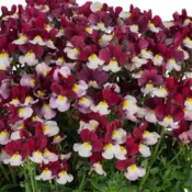 Cherryberry Nemesia Escential Cherryberry