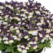 Elderberry Cream Nemesia Escential Elderberry Cream