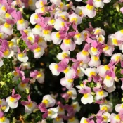 Pinkberry Nemesia Escential Pinkberry