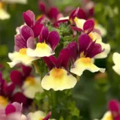 Raspberry Nemesia Escential Raspberry