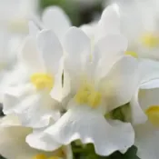 Snowberry Nemesia Escential Snowberry