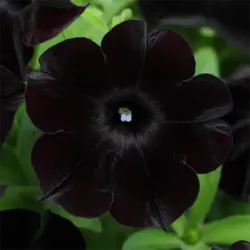Black Magic Petunia Slingshot Black Magic