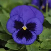 Blue Blotch Pansy Matrix Blue Blotch