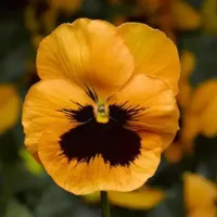 Orange Blotch Pansy Matrix Orange Blotch