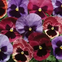Coastal Sunrise Mix Pansy Matrix Sunrise Mix