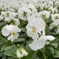 White Pansy Matrix White