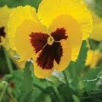 Yellow Blotch Pansy Matrix Yellow Blotch