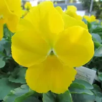 Yellow Pansy Matrix Yellow